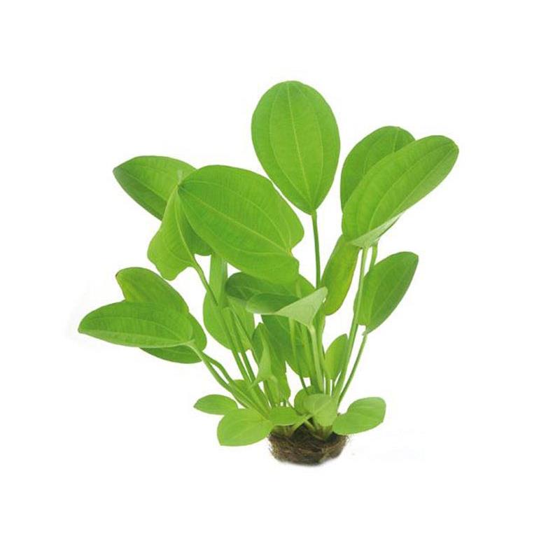 Dennerle Echinodorus cordata Harbich Red - imagine 5